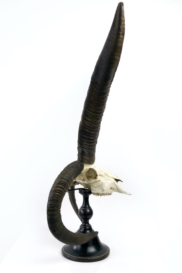 Grand crâne de Jacob à 4 longues cornes sur pied (profil)