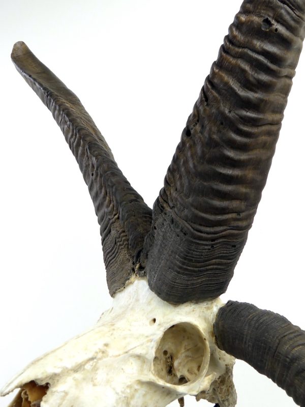 Grand crâne de Jacob à 4 longues cornes sur pied (détail 3/4)