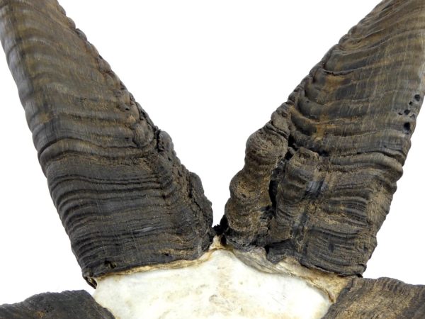 Grand crâne de Jacob à 4 longues cornes sur pied (détail)