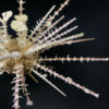 Oursin Goniocidaris peltata sur pied Philippines (détail)