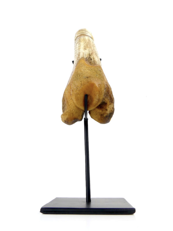 Palad Khik amulette pénis thaïlandaise en os sur socle (derrière)