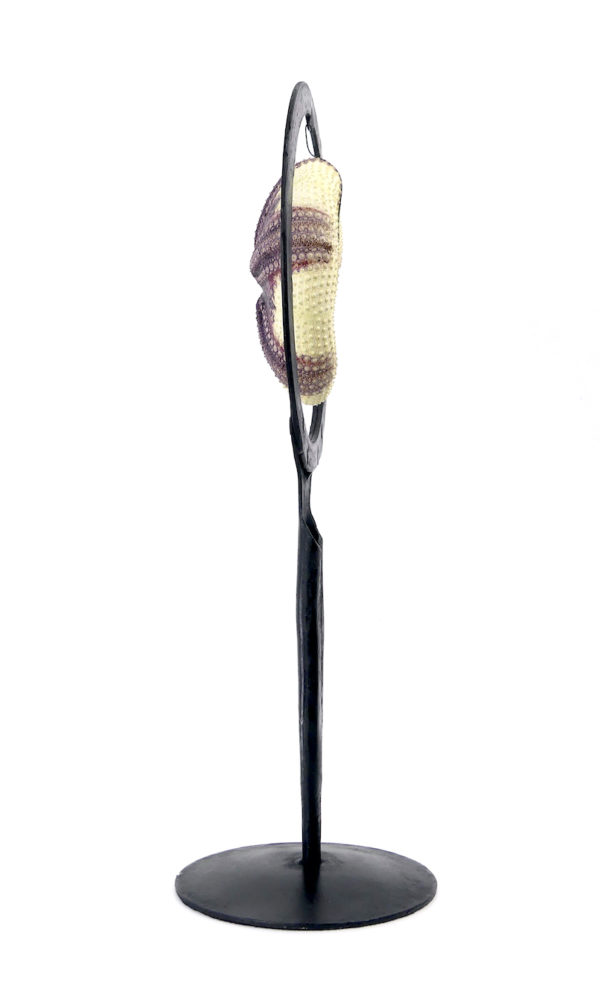 Grand test d’oursin rouge Astropyga radiata suspendu sur socle (profil)