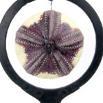 Grand test d’oursin rouge Astropyga radiata suspendu sur socle (détail)