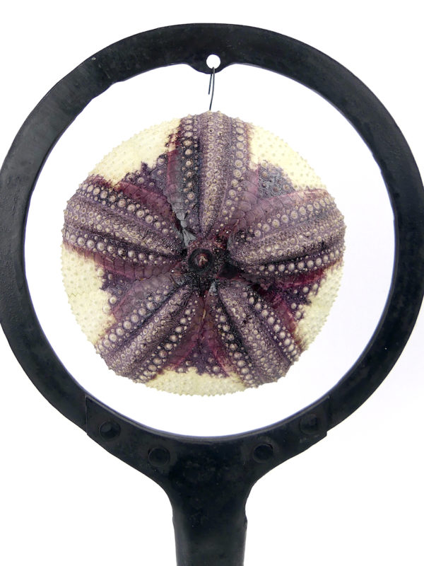 Grand test d’oursin rouge Astropyga radiata suspendu sur socle (détail)