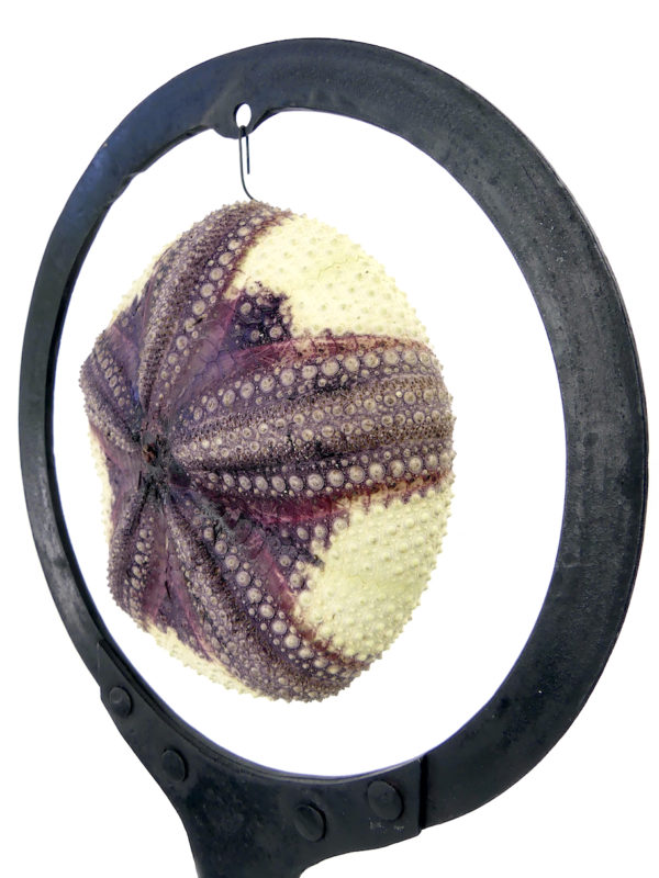 Grand test d’oursin rouge Astropyga radiata suspendu sur socle (détail)