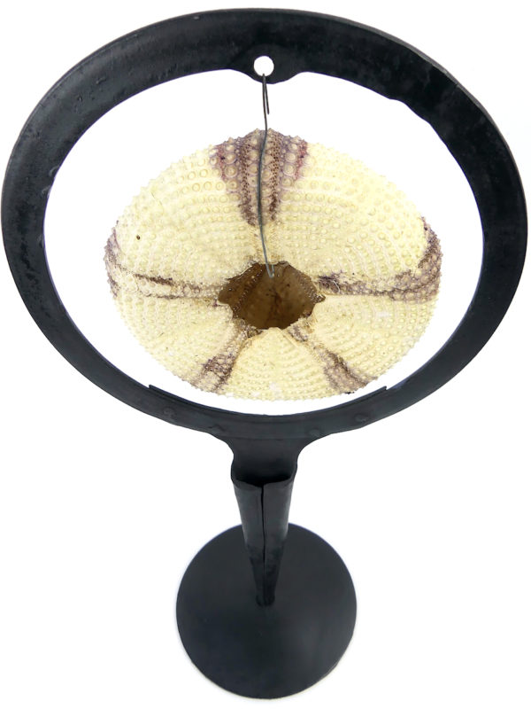 Grand test d’oursin rouge Astropyga radiata suspendu sur socle (dos dessus)