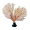 Grande gorgone rouge Gorgonian sur pied en marbre (face)