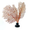 Grande gorgone rouge Gorgonian sur pied en marbre (3/4)
