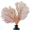 Grande gorgone rouge Gorgonian sur pied en marbre (face)