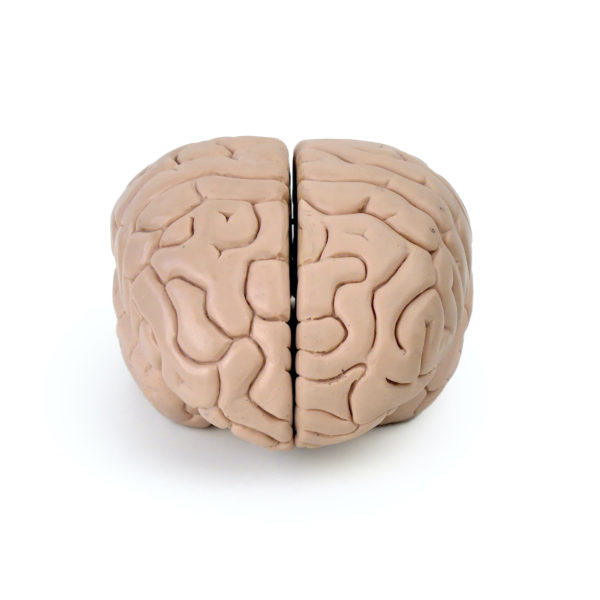 Modèle anatomique de cerveau humain vintage (face)