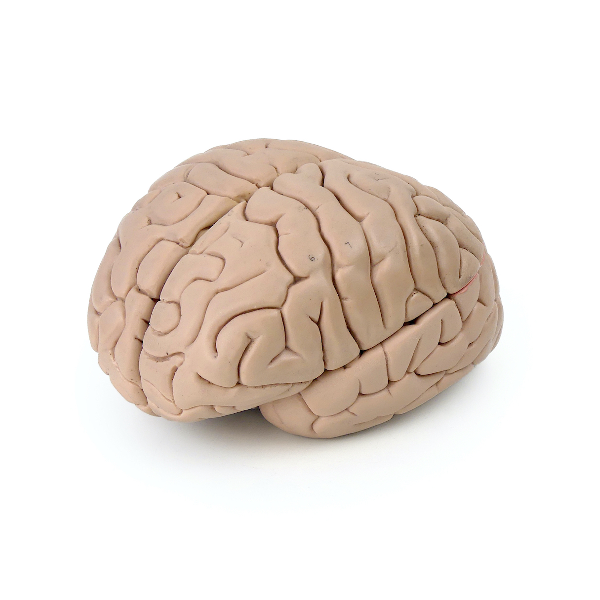 Modèle anatomique de cerveau humain vintage didactique - 1960 - OVIRY