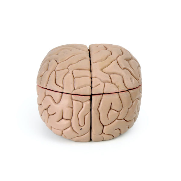 Modèle anatomique de cerveau humain vintage (dos)