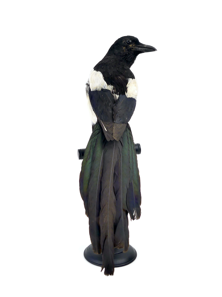 PERROQUET EN BOIS Support De Perchoir Pour Oiseaux Jouets Accessoires
