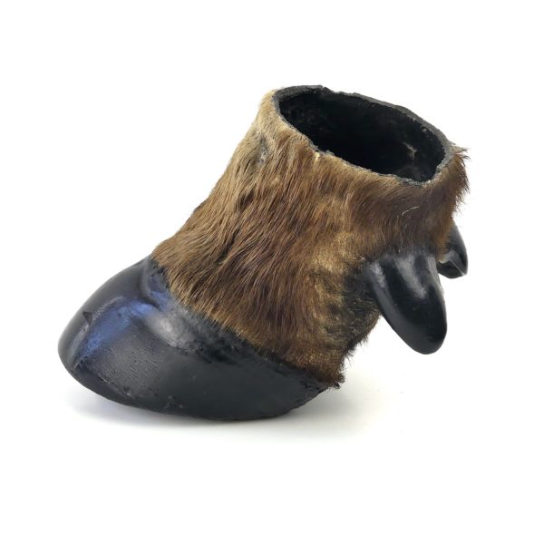 Pied de buffle naturalisé ancien - Taxidermie (profil)