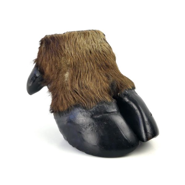 Pied de buffle naturalisé ancien - Taxidermie (3/4)