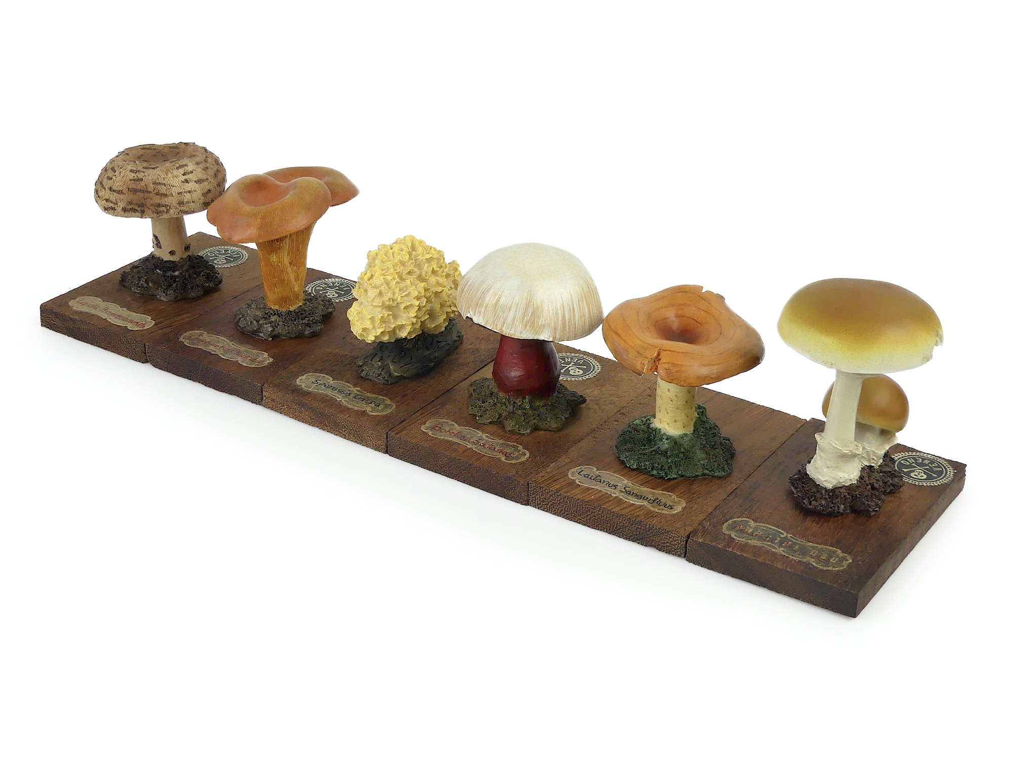 6 champignons série 2 identifiés sur planchettes Espagne - OVIRY