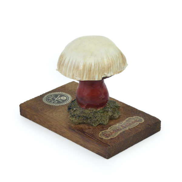 6 champignons série 2 Boletus satanas