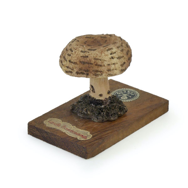 6 champignons série 2 Lepiota brunneoincarnata