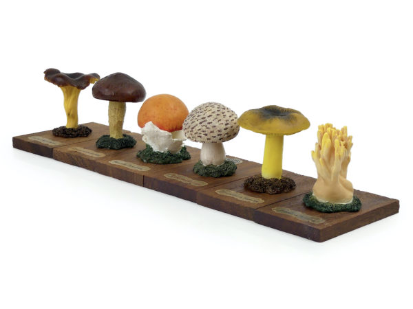 6 champignons série 3 numérotés Mi-XXe Espagne (3/4)