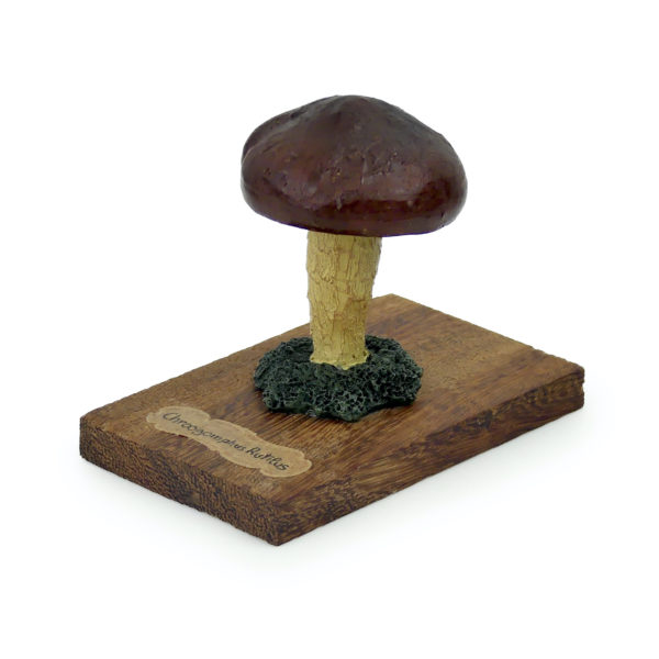 6 champignons série 3 numérotés Chroogomphus rutilus