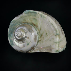 Turbo marmoratus poli aux reflets irisés vert (face)