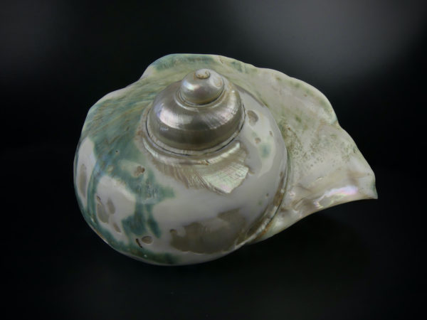 Turbo marmoratus poli aux reflets irisés vert (3/4 dessous)