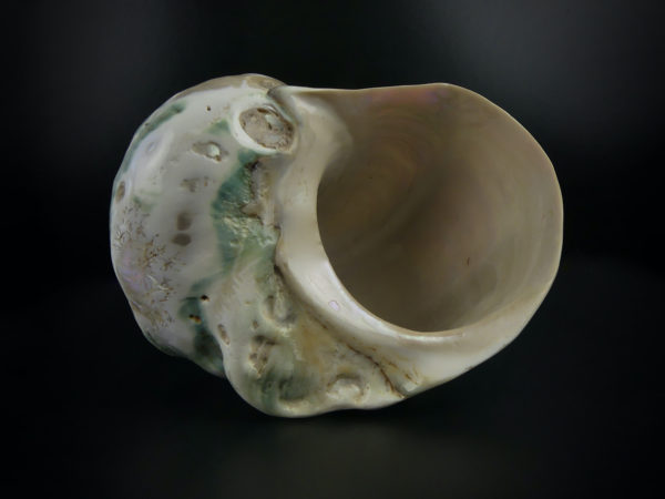 Turbo marmoratus poli aux reflets irisés vert (intérieur)