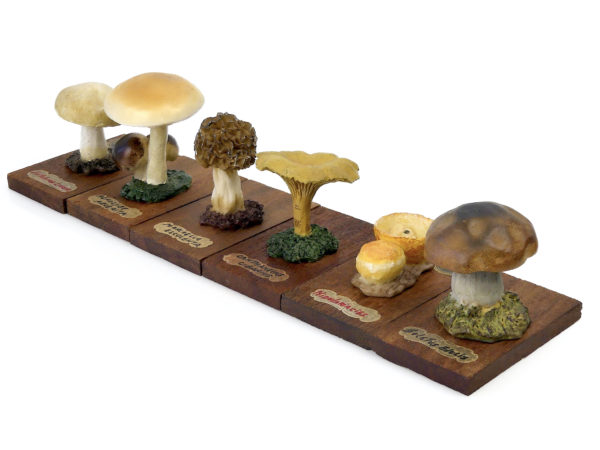 6 champignons série 5 numérotés - Début XXe - Espagne (3/4)