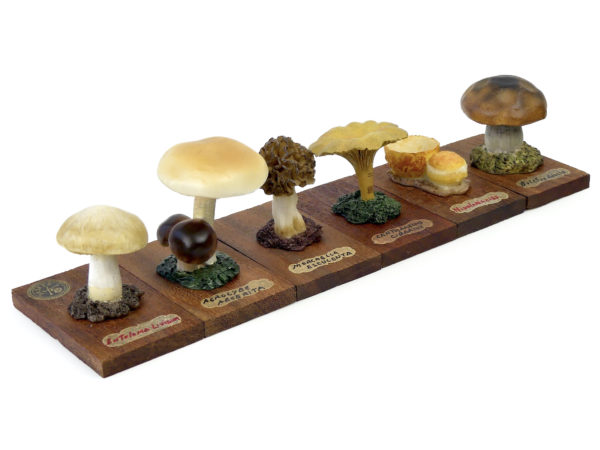 6 champignons série 5 numérotés - Début XXe - Espagne (3/4)