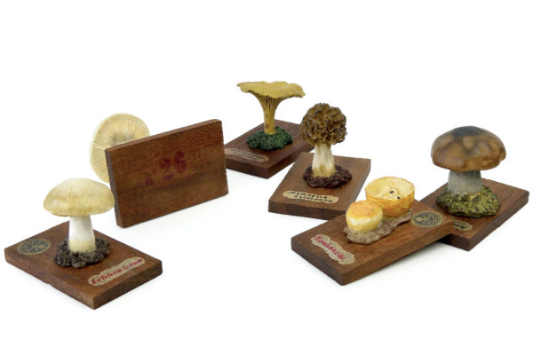 6 champignons série 5 numérotés - Début XXe - Espagne (3/4)