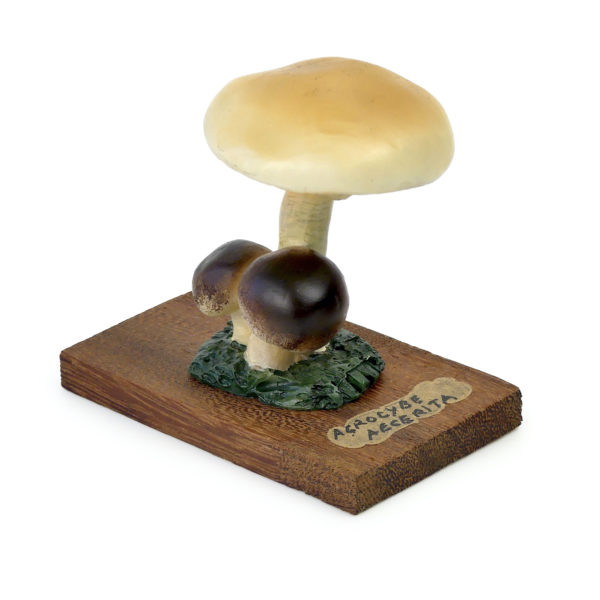 6 champignons série 5 - Agrocybe aegerita