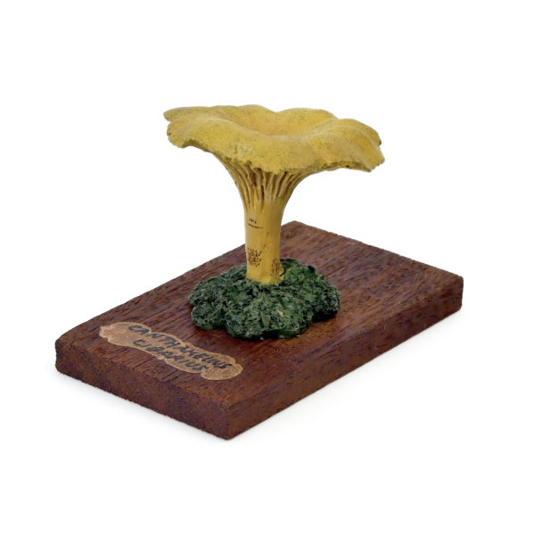 6 champignons série 5 - Cantharellus cibarius