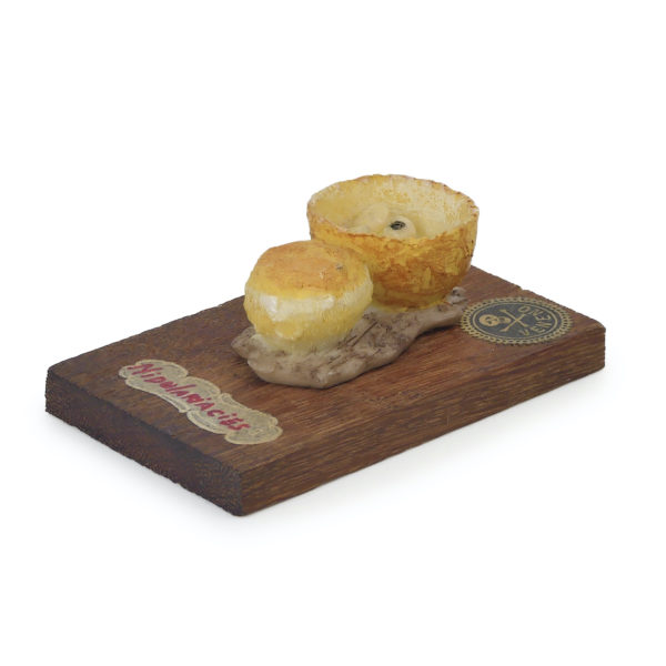 6 champignons série 5 - Nidulariacea