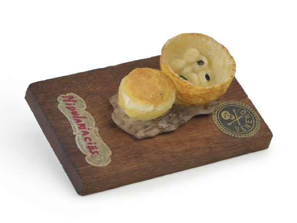 6 champignons série 5 - Nidulariacea