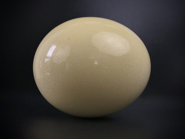 Œuf d’autruche sauvage sur coupe en cristal de Baccarat (détail)