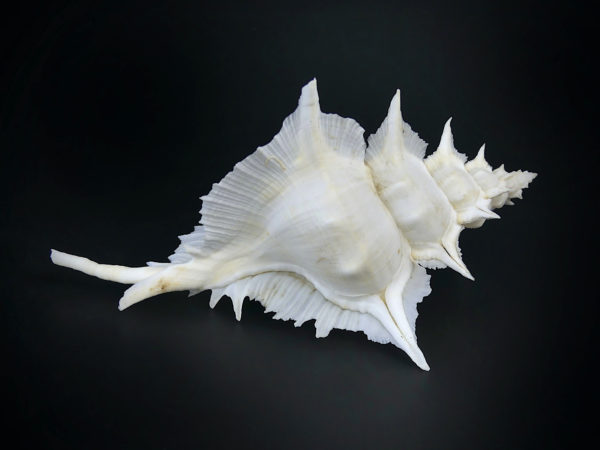 Murex Alabaster avec opercule coquillage de collection rare (dos)