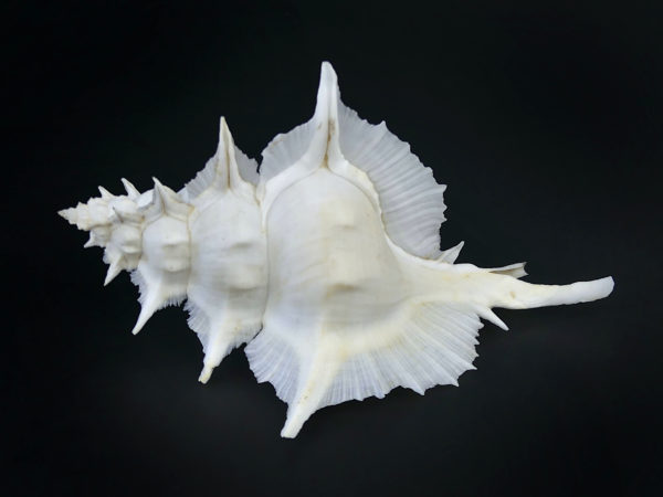 Murex Alabaster avec opercule coquillage de collection rare (face)