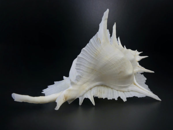 Murex Alabaster avec opercule coquillage de collection rare (3/4)