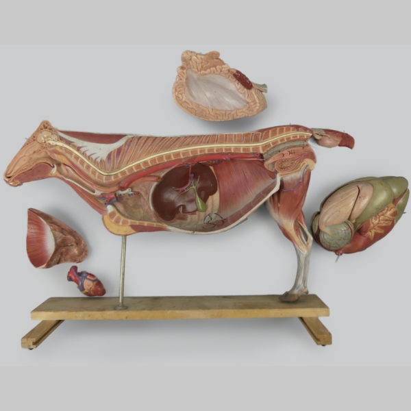 Modèle anatomique de vache didactique SOMSO 1970 (détail)