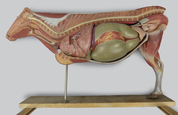Modèle anatomique de vache didactique SOMSO 1970 (intérieur)