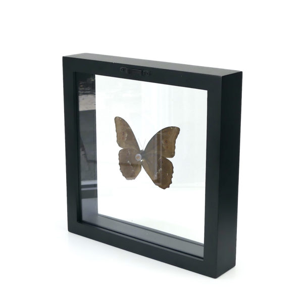 Papillon Morpho dans cadre carré noir et double plaque de verre (3/4 dos)