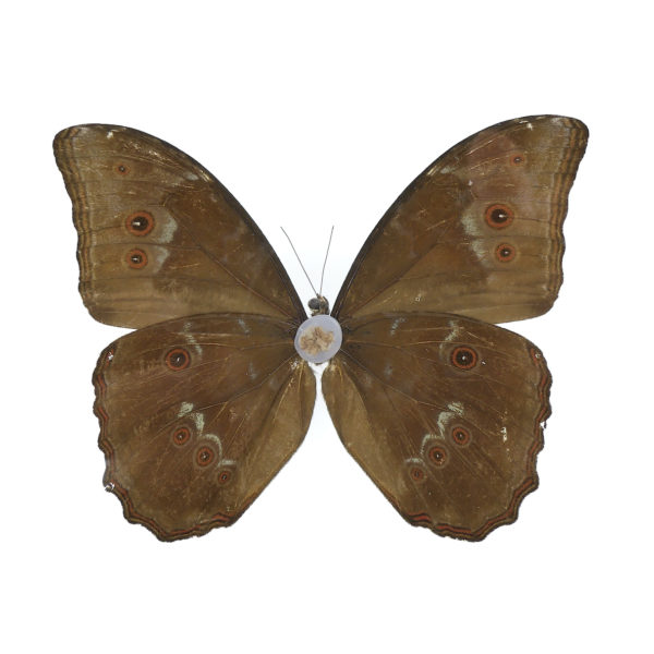 Papillon Morpho dans cadre carré noir et double plaque de verre (détail dos)