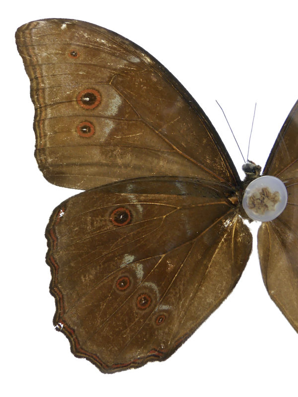 Papillon Morpho dans cadre carré noir et double plaque de verre (détail dos)