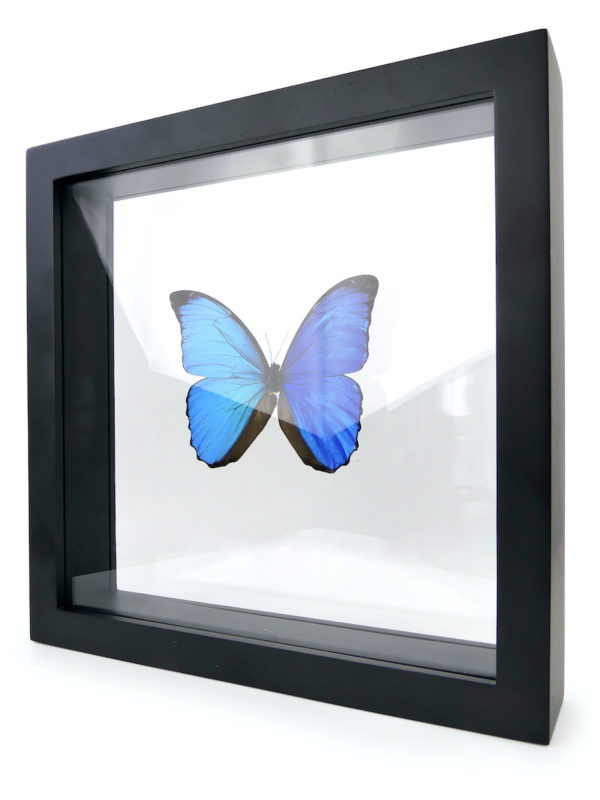 Papillon Morpho dans cadre carré noir et double plaque de verre (3/4)