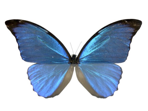 Papillon Morpho dans cadre carré noir et double plaque de verre (détail face)