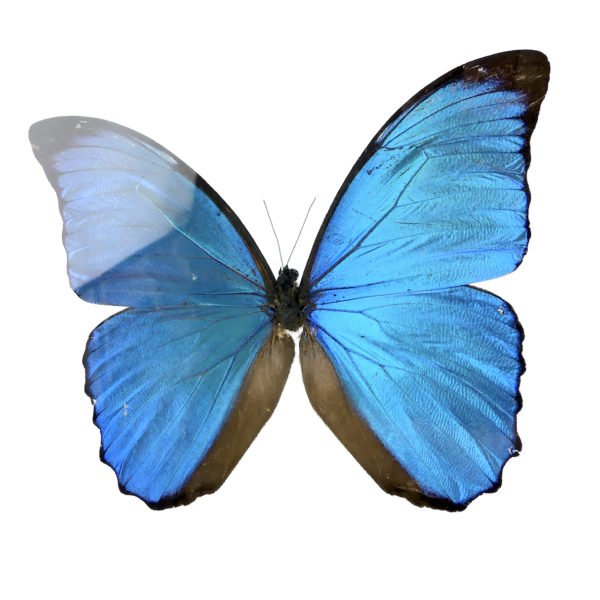 Papillon Morpho dans cadre carré noir et double plaque de verre (détail face)