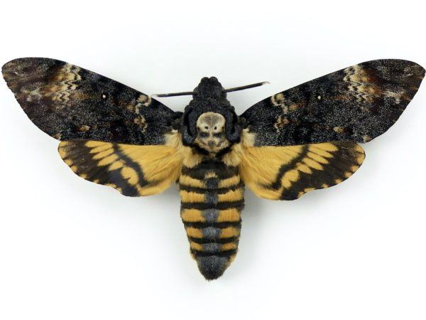 Sphinx tête de mort Acherontia atropos Africa