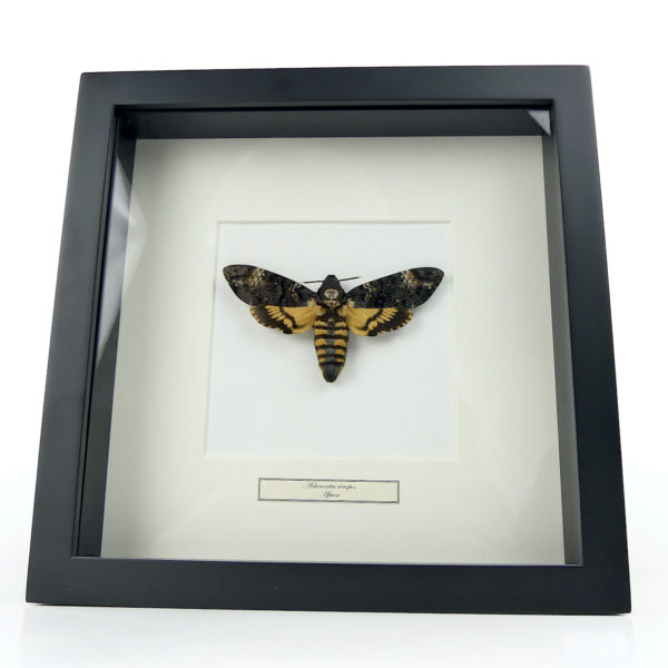 Sphinx tête de mort dans caisson carré noir et passe-partout (face)