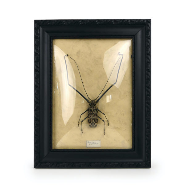 Acrocinus longimanus dans cadre en bois et verre bombé (face)