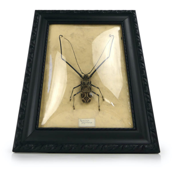 Acrocinus longimanus dans cadre en bois et verre bombé (face)